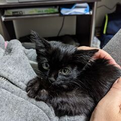 生後一ヶ月くらいのかわいい黒猫の赤ちゃんです。