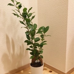 観葉植物　ガジュマル　67cm　ホワイトカラーの3.5号の鉢と受...