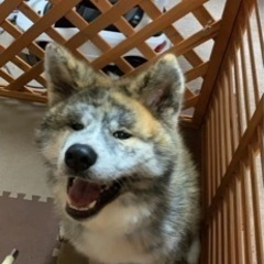 秋田犬(オス)1歳