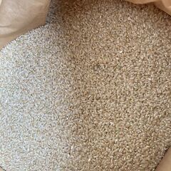 【13】玄米　３０ｋｇ　新米（２０２１年収穫）売ります。