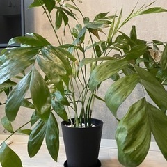 観葉植物 チャメドレア