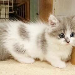 猫好きさん集まれ 猫カフェスタッフ大募集 猫日和 小山のその他の無料求人広告 アルバイト バイト募集情報 ジモティー 猫好きさん集まれ 猫カフェスタッフ大募集 猫日和 小山のその他の無料求人広告 アルバイト バイト募集情報 ジモティー