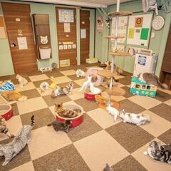 猫好きさん集まれ 猫カフェスタッフ大募集 猫日和 小山のその他の無料求人広告 アルバイト バイト募集情報 ジモティー