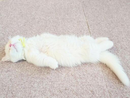 猫好きさん集まれ 猫カフェスタッフ大募集 猫日和 小山のその他の無料求人広告 アルバイト バイト募集情報 ジモティー 猫好きさん集まれ 猫カフェスタッフ大募集 猫日和 小山のその他の無料求人広告 アルバイト バイト募集情報 ジモティー