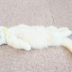 猫好きさん集まれ 猫カフェスタッフ大募集 猫日和 小山のその他の無料求人広告 アルバイト バイト募集情報 ジモティー