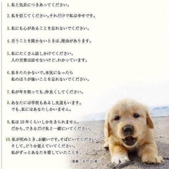 里親決定！有難うございました！　🆘保健所収容🐶人懐こいおチビ君がご縁を待ってます🍀【県外譲渡可】僕と家族になってください🎀 - 里親募集