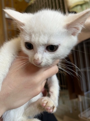 可愛い子猫 スバルくん 里親様決まりました まふゆ 返信遅め 西横浜の猫の里親募集 ジモティー
