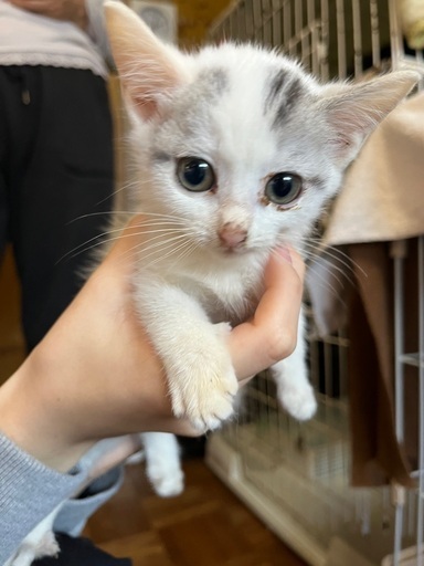 可愛い子猫 レムちゃん 里親様決まりました まふゆ 西横浜の猫の里親募集 ジモティー