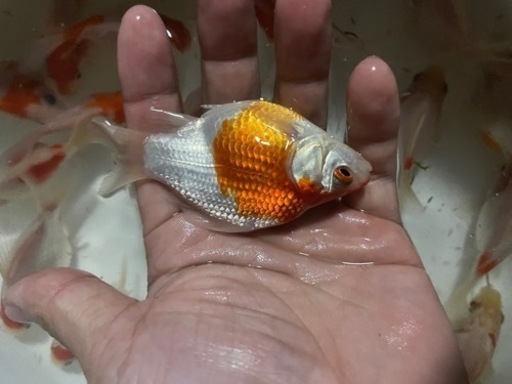 玉サバサバ尾金魚福だるま 岩崎 綾部の家具の中古あげます 譲ります ジモティーで不用品の処分