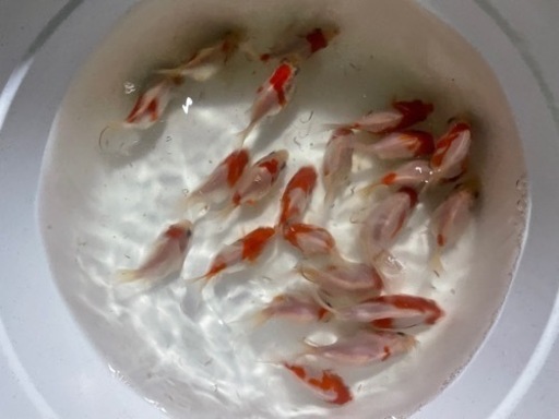 玉サバサバ尾金魚福だるま 岩崎 綾部の家具の中古あげます 譲ります ジモティーで不用品の処分