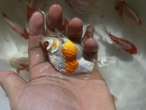 玉サバサバ尾金魚福だるま 岩崎 綾部の家具の中古あげます 譲ります ジモティーで不用品の処分