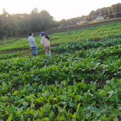 サツマイモ掘りSweet Potato Digging 親子体験...