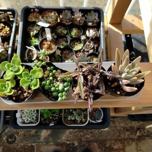 多肉植物4種類セットアロマティカスグリーンネックレス不死鳥秀麗 くみくみ 南栗橋のその他の中古あげます 譲ります ジモティーで不用品の処分