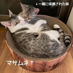 保護猫 マサムネ − 宮城県