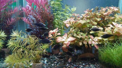 熱帯魚まとめて引き取れる方 ゆう 清瀬の家具の中古あげます 譲ります ジモティーで不用品の処分