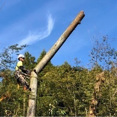 ⚠️危険な傾いた大木や高木伐採‼️プロにお任せ‼️(優良)