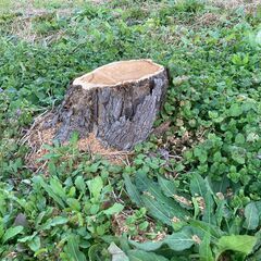 (掘り起こし再募集です)  木の株の撤去をボランティアでお願いできる方を募集します。宜しくお願い致します。の画像