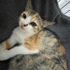 【決定】子猫メス（３ヶ月）活発おてんばな三毛ちゃんの画像