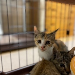 【決定】子猫メス（３ヶ月）活発おてんばな三毛ちゃん - 猫