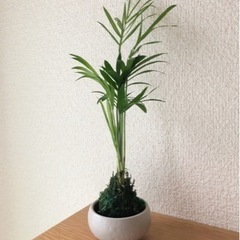 観葉植物　テーブルヤシ　苔玉仕様　24cm　ナチュラルキッチンの...