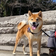 柴犬を飼いませんか。