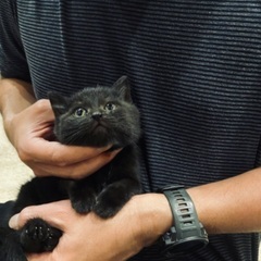 可愛い黒猫のジジです。