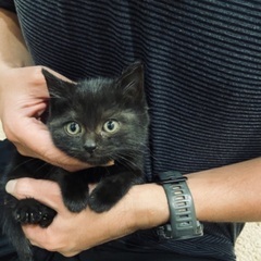 可愛い黒猫のジジです。 − 神奈川県