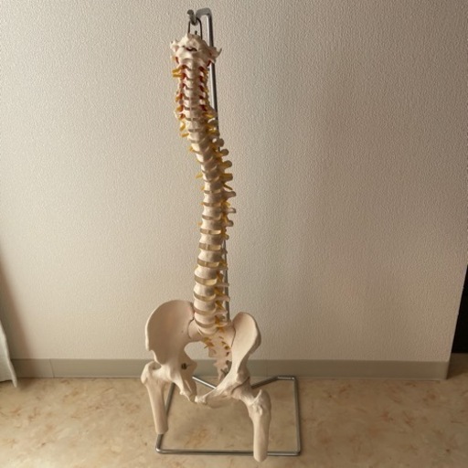 骨盤付 脊柱模型 背骨 骨格標本 人体模型 吊り下げスタンド 接骨院 ...