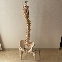 【ネット決済】人体模型　骨盤模型　骨盤　背骨