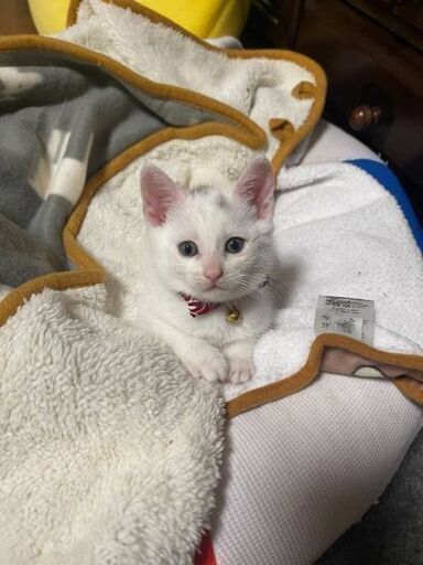 生後1ヶ月半位仲良し甘えん坊のグレーくんと白ちゃん 11 21 日曜日 譲渡会 グッチ 久留米の猫の里親募集 ジモティー