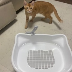 猫　トイレ！お洒落なカラー