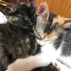 3ヶ月 三毛猫ちゃんとさびちゃん姉妹