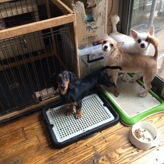 ミックス犬（チワワ×ヨーキー）の画像