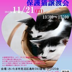 【さいたま市】１１/２１（日）ハレノテラス保護猫譲渡会