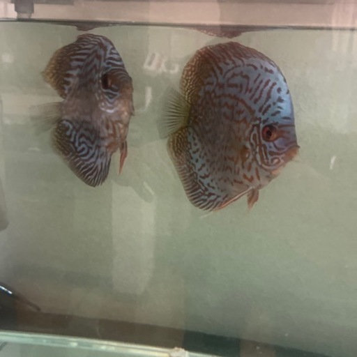 アクアリウム　熱帯魚　水槽　セット　バラ売り可能
