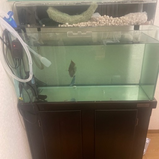 熱帯魚 セット売り | tradexautomotive.com
