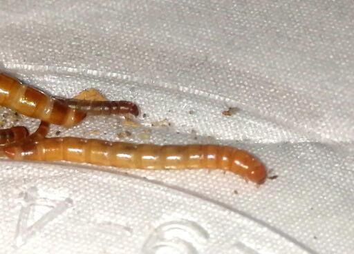 広島市 1匹1円 ミルワームml たくさんお譲りします 爬虫類 両生類 魚 鳥のエサ ワーム昆虫 活餌 生き餌 デュビア コオロギも可 ひかり 広島のその他の中古あげます 譲ります ジモティーで不用品の処分 広島市 1匹1円 ミルワームml たくさんお譲りします 爬虫類 両生類 魚 鳥のエサ ワーム昆虫 活餌 生き餌 デュビア コオロギも可 ひかり 広島のその他の中古あげます 譲ります ジモティーで不用品の処分