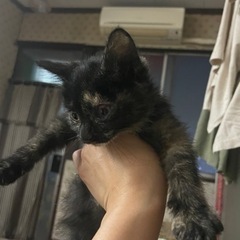 サビ子猫ちゃんの画像