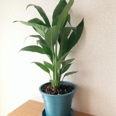 観葉植物　スパティフィラム　34cm　ブルーカラー3.5号鉢と受...