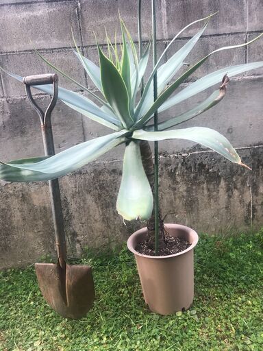 アガベアテナータ 花咲きます 希少 おまけのアガベ付 観葉植物 Coco 豊見城のその他の中古あげます 譲ります ジモティーで不用品の処分