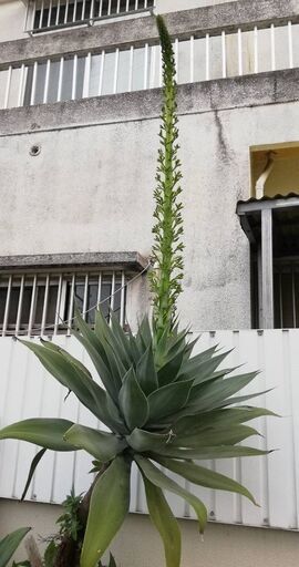 アガベアテナータ 花咲きます 希少 おまけのアガベ付 観葉植物 Coco 豊見城のその他の中古あげます 譲ります ジモティーで不用品の処分