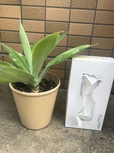 アガベアテナータ 花咲きます 希少 おまけのアガベ付 観葉植物 Coco 豊見城のその他の中古あげます 譲ります ジモティーで不用品の処分