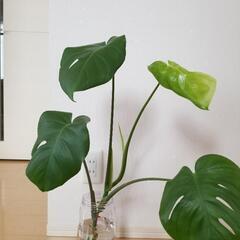 観葉植物　モンステラ　水差し (2)