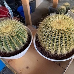 セール　金鯱　サボテン　ドライガーデン　キンシャチ