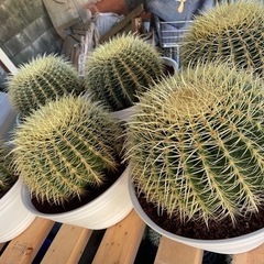 セール　金鯱　サボテン　ドライガーデン　キンシャチ