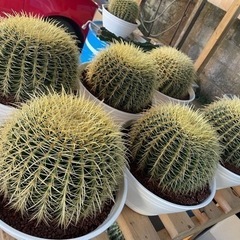 セール　金鯱　サボテン　ドライガーデン　キンシャチ