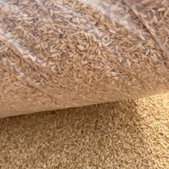すくも 家庭菜園 温床 土壌改善 籾殻 猫砂代用 除草シート代用 ②