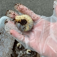 カブトムシの幼虫8匹