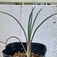 Yucca brevifolia ユッカ　ブレビフォリア　ジョシ...