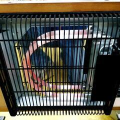 ●ピノッキオ折りたたみ こたつ　ヤマソロ製　棚付き